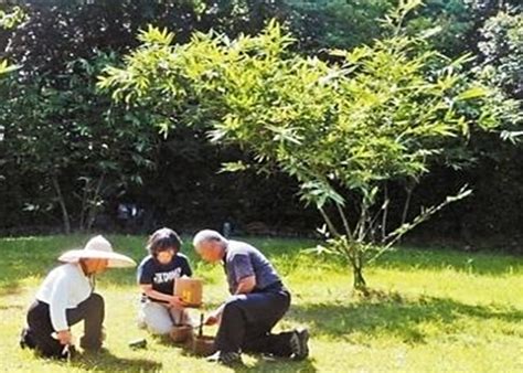 花葬缺點|2024》最新環保葬方式大全，樹葬、花葬...流程、優缺。